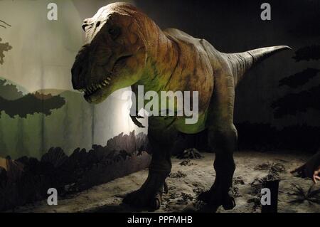 Riproduzione di un Tirannosauro Rex. Cretaceo superiore. Maastrichtian. Museo di Storia Naturale. Londra. Regno Unito. Foto Stock