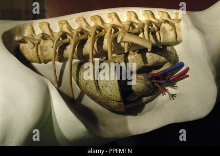 Modello di replica di un cuore di dinosauro. Museo di Storia Naturale. Londra. Regno Unito. Foto Stock