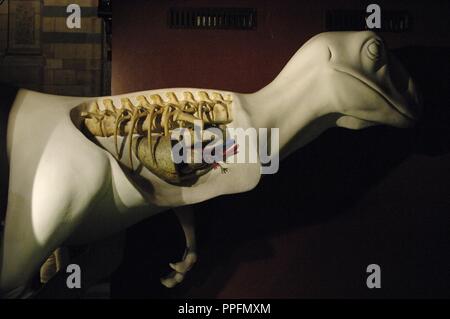 Modello di replica di un cuore di dinosauro. Museo di Storia Naturale. Londra. Regno Unito. Foto Stock