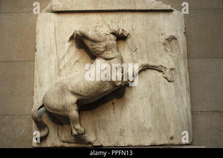 Metopa V da i marmi del Partenone raffigurante una parte della battaglia tra Centauri e la Lapiths. Centuur. V secolo A.C. Atene. British Museum. Londra. Regno Unito. Foto Stock