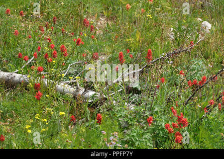 Red Indian Paintbrush blumi circondato da vegetazione verde Foto Stock