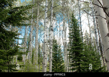 Tremore Aspen bosco in montagna di Embleton, Paolo Lake Provincial Park, BC Canada Foto Stock