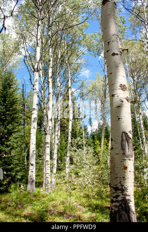 Magica foresta Aspen sulla montagna di Embleton in Paolo Lake Provincial Park, BC Canada Foto Stock