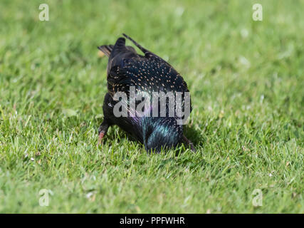 Starling comune (Sturnus vulgaris) nella primavera cercando vermi sul terreno nel West Sussex, in Inghilterra, Regno Unito. Foto Stock