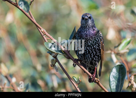 Starling comune (Sturnus vulgaris) appollaiato in un albero guardando in avanti in autunno nel West Sussex, in Inghilterra, Regno Unito. Foto Stock