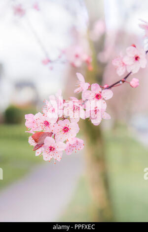 Rosa fiori di susina, Vancouver, British Columbia, Canada Foto Stock