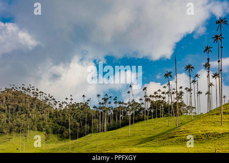 El Bosque de Las Palmas paesaggi di palme in Valle Cocora vicino Salento Quindio in Colombia Sud America Foto Stock