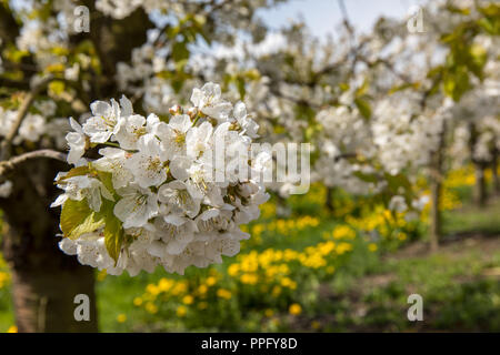 Obstblüte im Alten terra Foto Stock