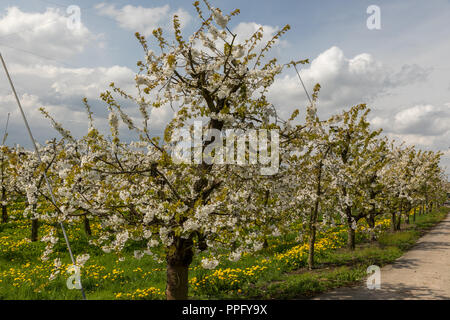 Obstblüte im Alten terra Foto Stock