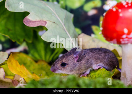 Un woodmouse e fly agaric fotografato in una impostazione di studio prima di essere uscito illeso. Foto Stock