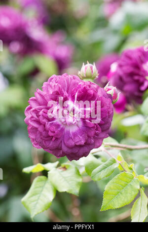 Rosa 'Cardinal de Richelieu' Fiori. Foto Stock