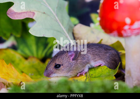 Un woodmouse e fly agaric fotografato in una impostazione di studio prima di essere uscito illeso. Foto Stock