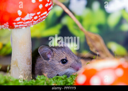 Un woodmouse e fly agaric fotografato in una impostazione di studio prima di essere uscito illeso. Foto Stock