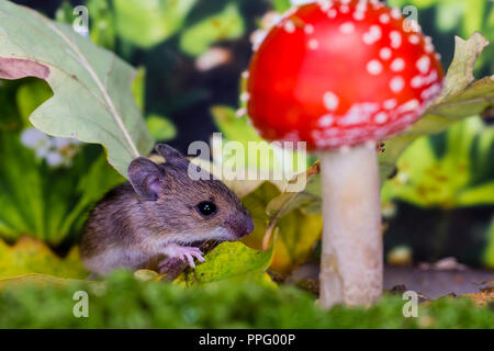 Un woodmouse e fly agaric fotografato in una impostazione di studio prima di essere uscito illeso. Foto Stock