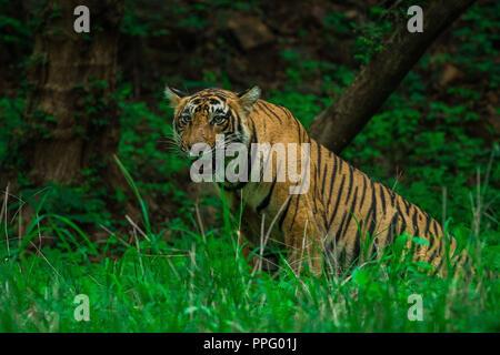 Una tigre maschio cub avvistati in monsone quando la foresta è come tappeto verde a Ranthambore Riserva della Tigre Foto Stock