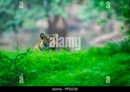 Una tigre maschio cub avvistati in monsone quando la foresta è come tappeto verde a Ranthambore Riserva della Tigre Foto Stock