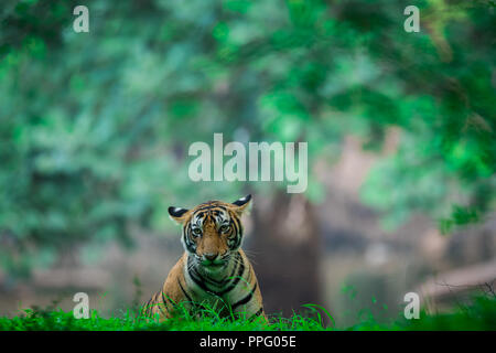 Una tigre maschio cub avvistati in monsone quando la foresta è come tappeto verde a Ranthambore Riserva della Tigre Foto Stock