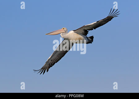 Australian Pelican battenti nel Queensland Australia Foto Stock
