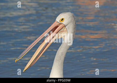 Pellicano australiano di testa con il suo becco aperto nel Queensland Australia Foto Stock