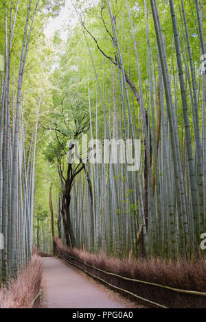 Percorso interno al boschetto di bambù in Arashiyama, Kyoto, Giappone. Foto Stock