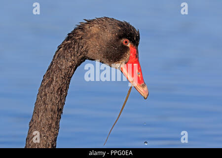 Black Swan testa nel Queensland Australia Foto Stock