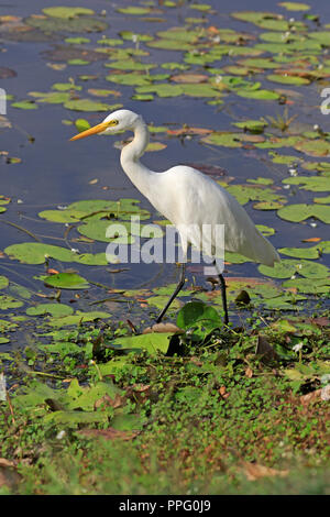 Garzetta intermedia Port Moresby in Papua Nuova Guinea Foto Stock