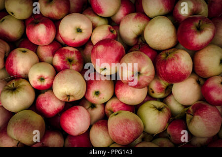 Una grande collezione di inglese Cox Mele Foto Stock