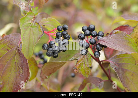 Sanguinella (Cornus sanguinea) close-up di frutta e foglie in autunno a colori, West Yorkshire, Inghilterra, Settembre Foto Stock