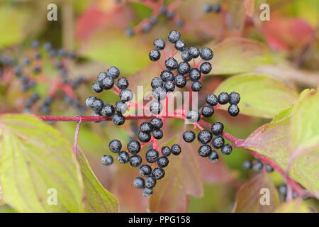Sanguinella (Cornus sanguinea) close-up di frutta e foglie in autunno a colori, West Yorkshire, Inghilterra, Settembre Foto Stock