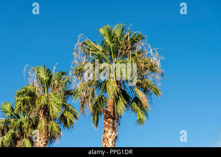 Tre green Palm Tree Tops contro un cielo blu. Foto Stock