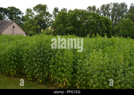 Piccolo campo di canapa industriale (Cannabis) e l'edificio e gli alberi in background. Foto Stock