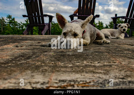 Yorkie Poo in posa sull'erba. Yorkie Poo è un incrocio tra un Yorkshire terrier e il barboncino Toy. La razza è stata intorno per soli dieci anni. Foto Stock