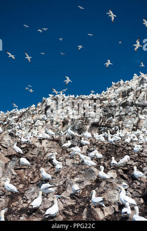 Gannett su Bass Rock, Scozia Foto Stock