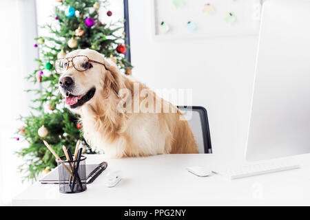 Cane in bicchieri seduto sulla sedia, albero di natale sullo sfondo Foto Stock