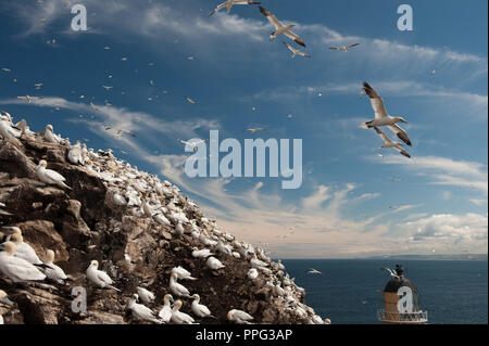 Gannett su Bass Rock, Scozia Foto Stock