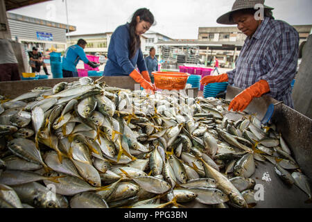 Samutsakorn thailandia - settembre8,2018 : lavoratore non identificato la raccolta di dimensioni e tipo di pesce era la cattura di pesca dalla barca al quartiere mahachai impo Foto Stock