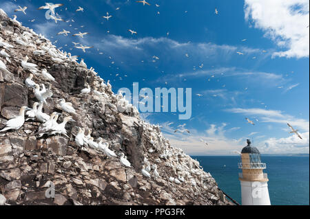 Gannet in volo su Bass Rock, Scozia Foto Stock