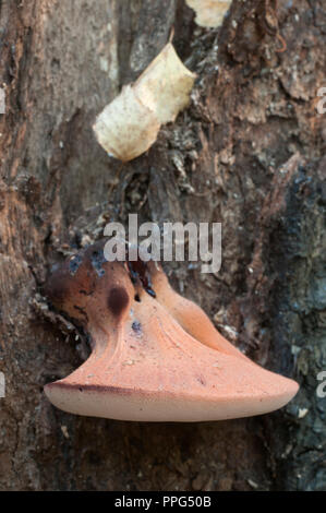 Pycnoporus cinnabarinus (cinabro polypore), Immagine ravvicinata Foto Stock