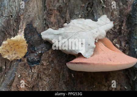 Pycnoporus cinnabarinus (cinabro polypore), Immagine ravvicinata Foto Stock