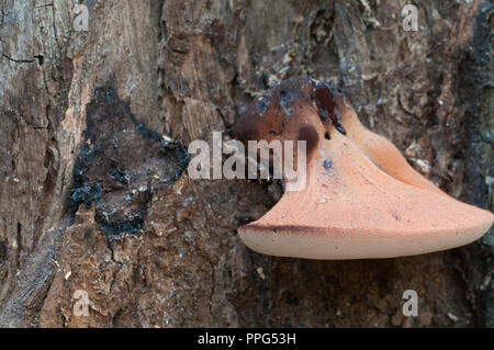 Pycnoporus cinnabarinus (cinabro polypore), Immagine ravvicinata Foto Stock