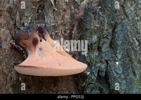 Pycnoporus cinnabarinus (cinabro polypore), Immagine ravvicinata Foto Stock