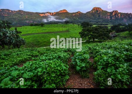 Rancho Santa Barbara y Reserva Monte Mojino de la Cultura Naturale Internazionale (NSC). Area de protegida. Reserva Natural en la Sierra de Alamos, sono Foto Stock
