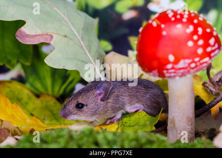 Aberystwyth, Ceredigion, Wales, Regno Unito. 25 settembre 2018. Un woodmouse salvato da il mio gatto è stato allattato indietro per la salute e fotografati in un piccolo en Foto Stock