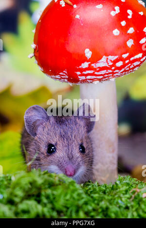 Aberystwyth, Ceredigion, Wales, Regno Unito. 25 settembre 2018. Un woodmouse salvato da il mio gatto è stato allattato indietro per la salute e fotografati in un piccolo en Foto Stock