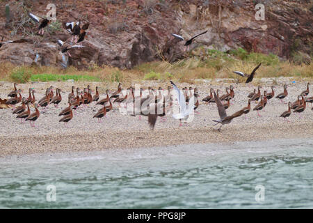 Relazione del porto di pesca di Guaymas Sonora. Reportaje del puerto pesquero de Guaymas Sonora. Foto Stock