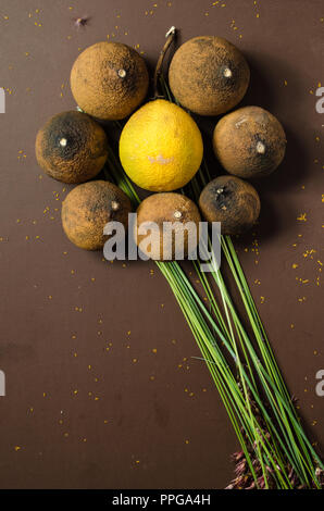 Asciugare i limoni nella forma di un fiore, su un isolato sfondo marrone e decorate a secco con foglie di autunno. Ideale per le decorazioni con la caduta del tema. Foto Stock