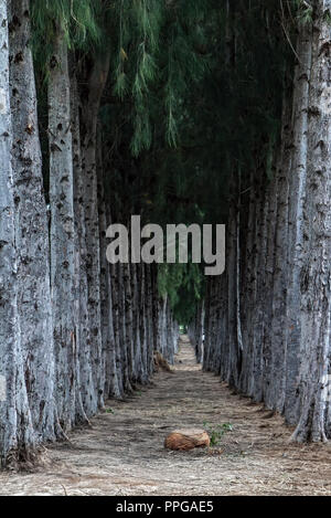 Il vicolo vuoto da alte conifere Foto Stock