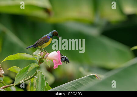 Brown-Throated sunbird alimentando in Singapore Botanic Gardens Foto Stock
