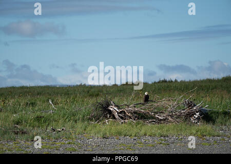 American aquila calva sorge arroccato su di un pezzo di driftwood in Alaska di Katmai National Park Foto Stock