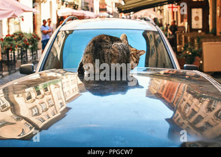 Cat lavaggio stesso seduto su un tetto dell'automobile nel centro storico europeo centro città Foto Stock